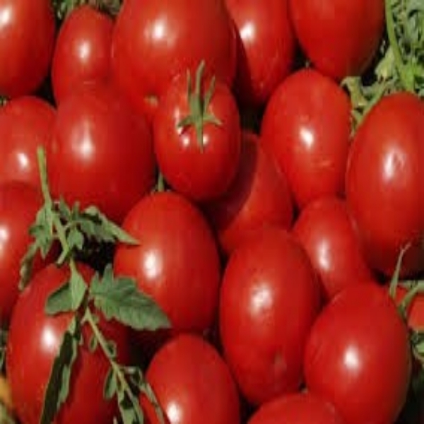 فروش گوجه فرنگی درجه یک