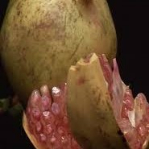 فروش انار شیرین درجه یک