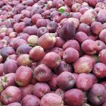 فروش سیب زرد قرمز