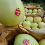 فروش سیب زرد قرمز