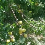 زردالو ارگانیک نوری بغل سرخ