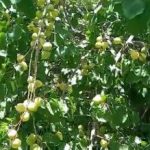 زردالو ارگانیک نوری بغل سرخ