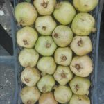 فروش انار شهوار و میخوش درجه یک فاروق