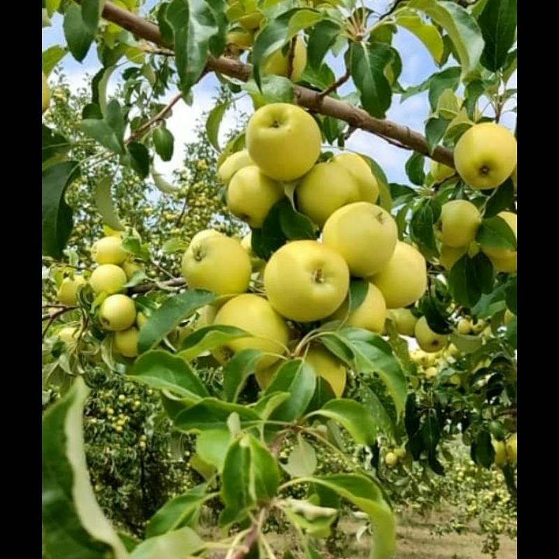 سیب پاییزه لبنان استخوانی
