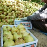 فروش انار شهوار و میخوش درجه یک فاروق
