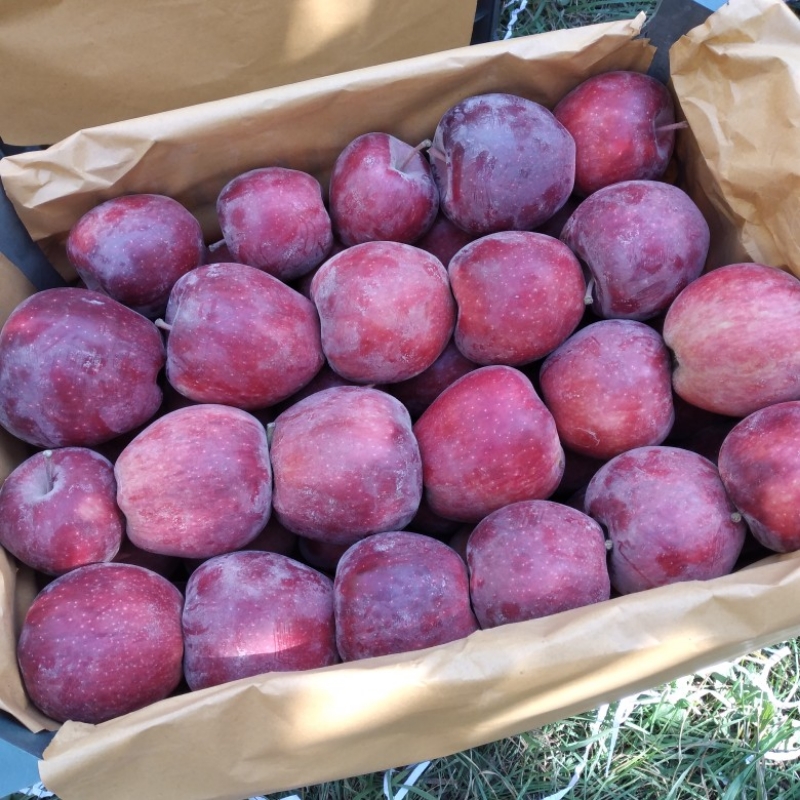 سیب مراغه