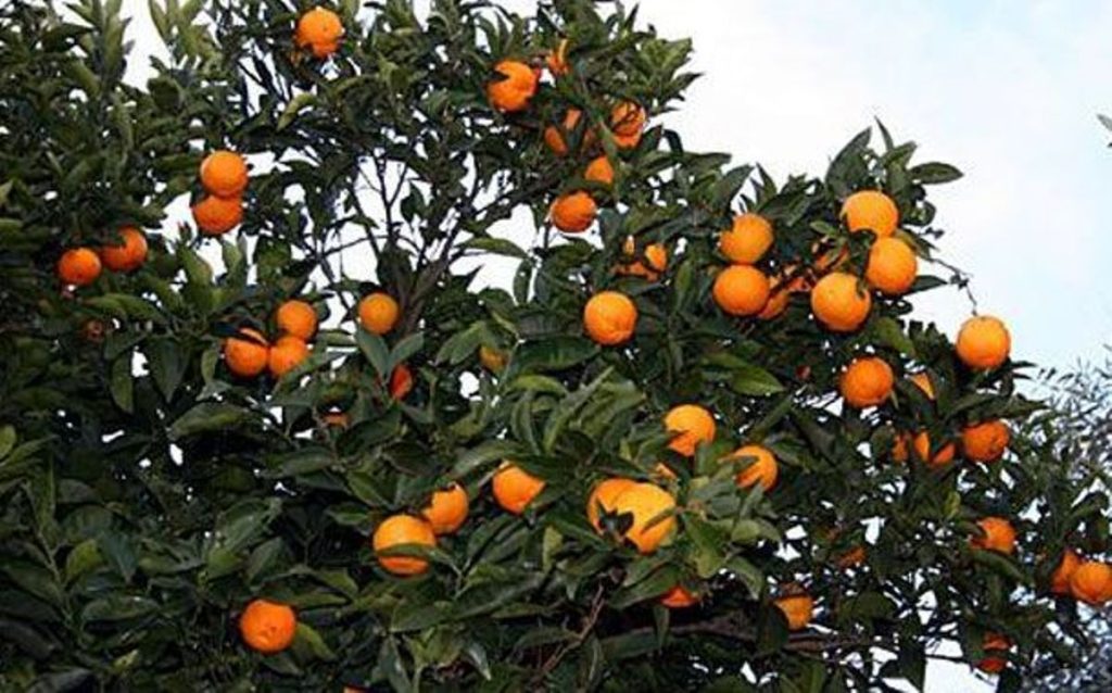 فروش نارنج ارگانیک