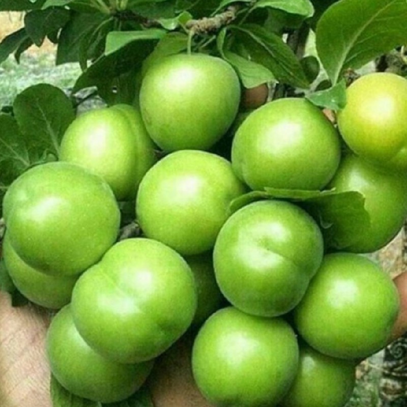 گوجه سبز (الوچه ارگانیک)