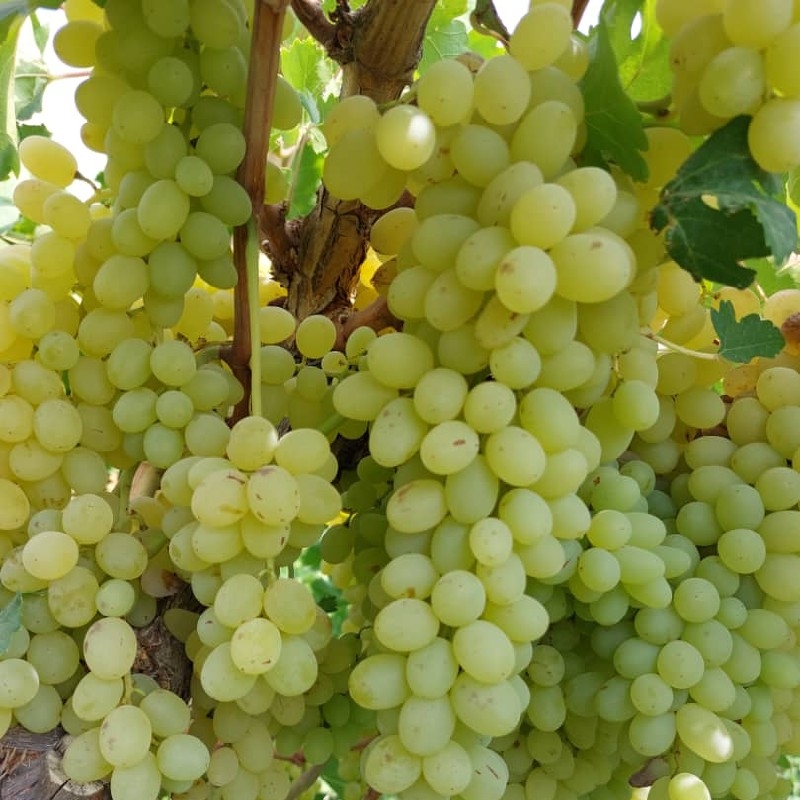 انگور عسگری و رطبی