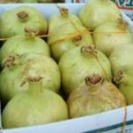 فروش انار شیرین حسین اقایی