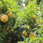 فروش انار شیرین حسین اقایی