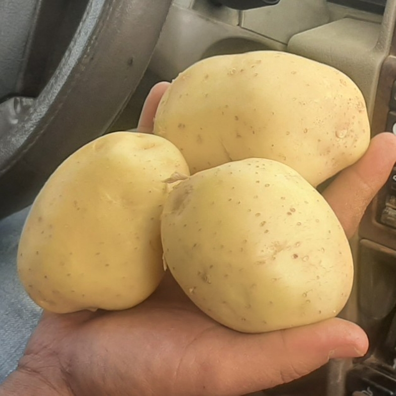 فروش سیب زمینی