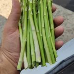 فروش مارچوبه تازه