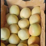 سیب یاسوج