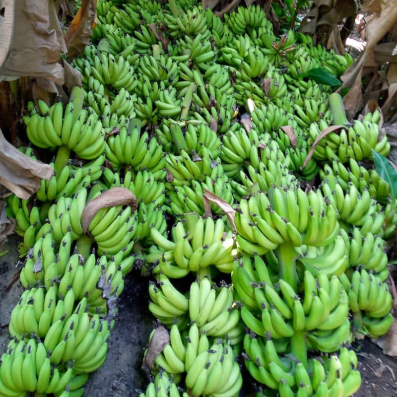 موز پاکستانی زر اباد