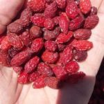 زغال اخته خشک