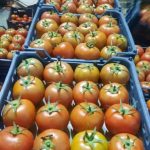 فروش  صیفی جات گلخانه ای