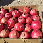فروش انار نی ریز فارس