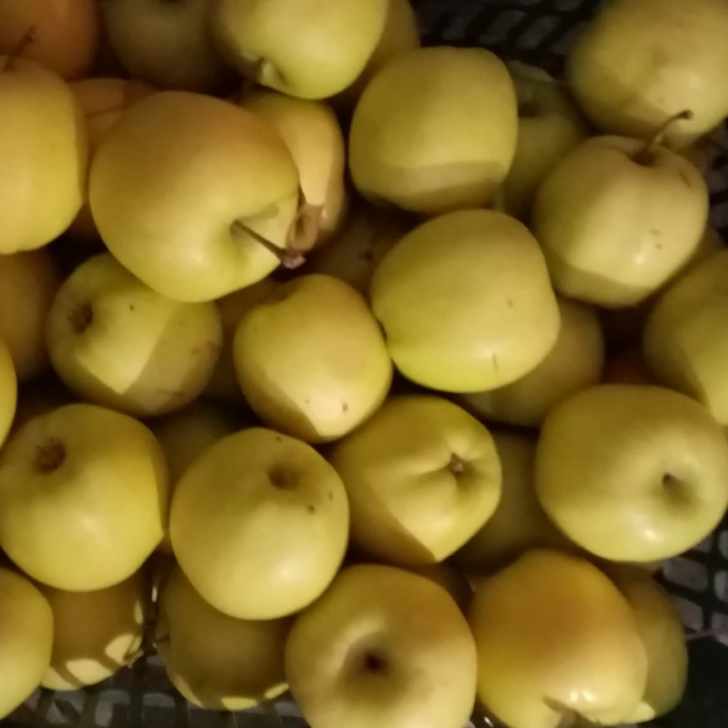 سیب درختی. سفید و قرمز