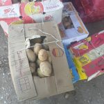 فروش پیاز و سیب زمینی به صورت عمده