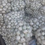 فروش پیاز و سیب زمینی به صورت عمده