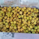 ازگیل خفر