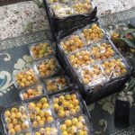 ازگیل خفر