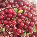 آلبالو گیلاسی
