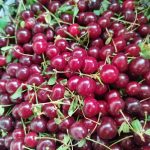 آلبالو گیلاسی