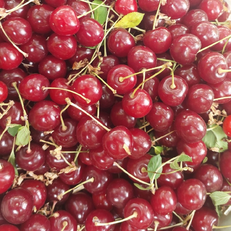 آلبالو گیلاسی