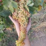 فروش انگور