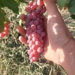 فروش انگور