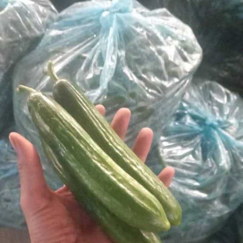 سورت و بسته بندی محصولات گلخانه ای