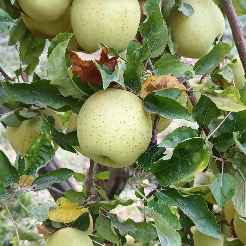 سیب آماده برداشت یاسوج روستای کریک