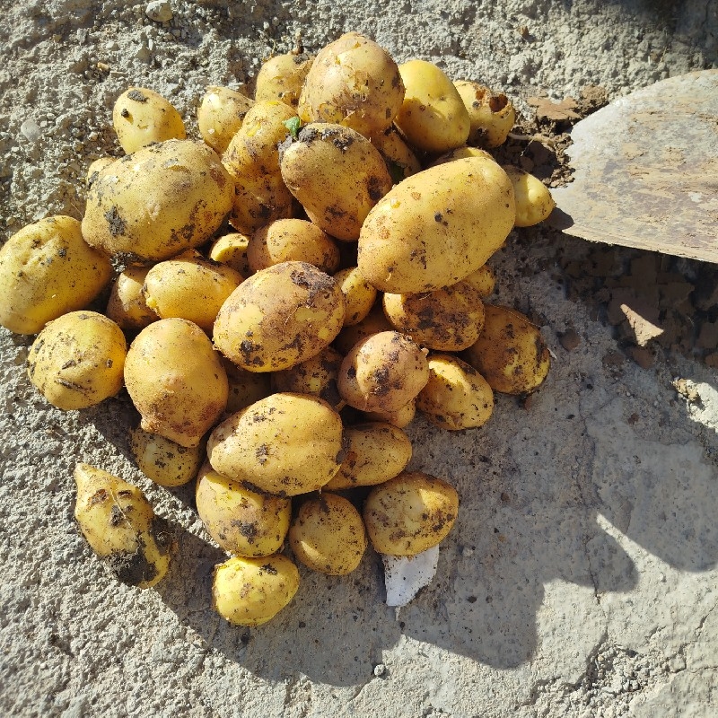 سیب زمینی