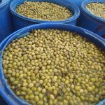 زیتون کنسروی شکسته پرورده روغن زیتون