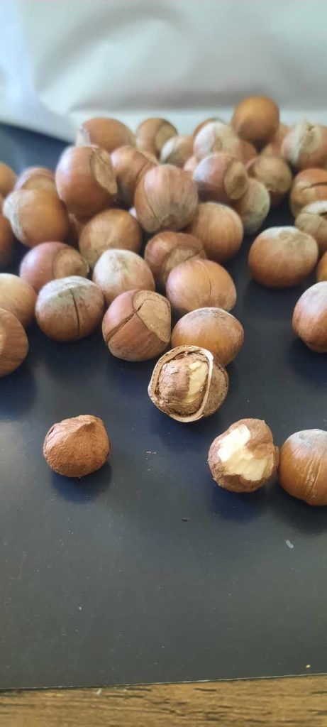 فروش فندق آفتاب خشک شکسته