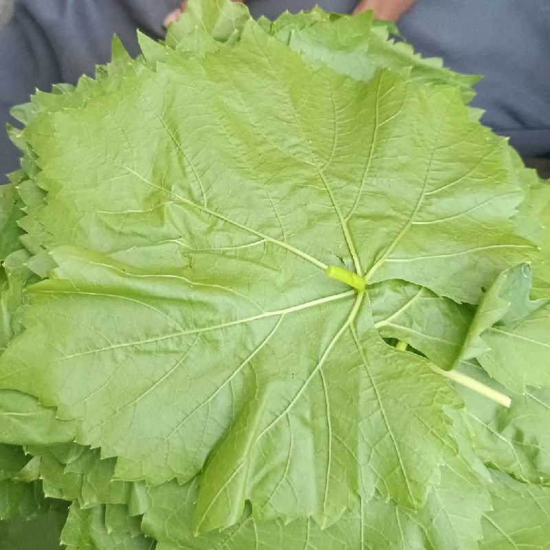 برگ مو
