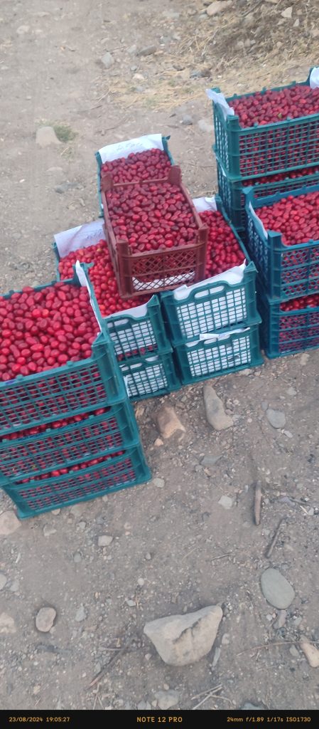 ذغال اخته یوزباشچای درجه یک