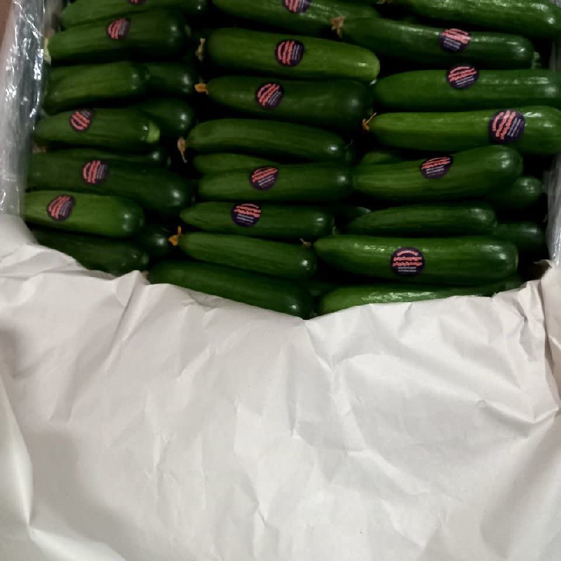 خیار اصلاحی سناتور و خیار خطی