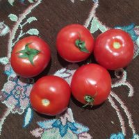 فروش گوجه فرنگی درجه یک