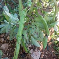 باقالی