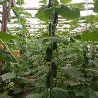 خیار سناتور اصلاحی و خیار درختی درجه یک سوپر
