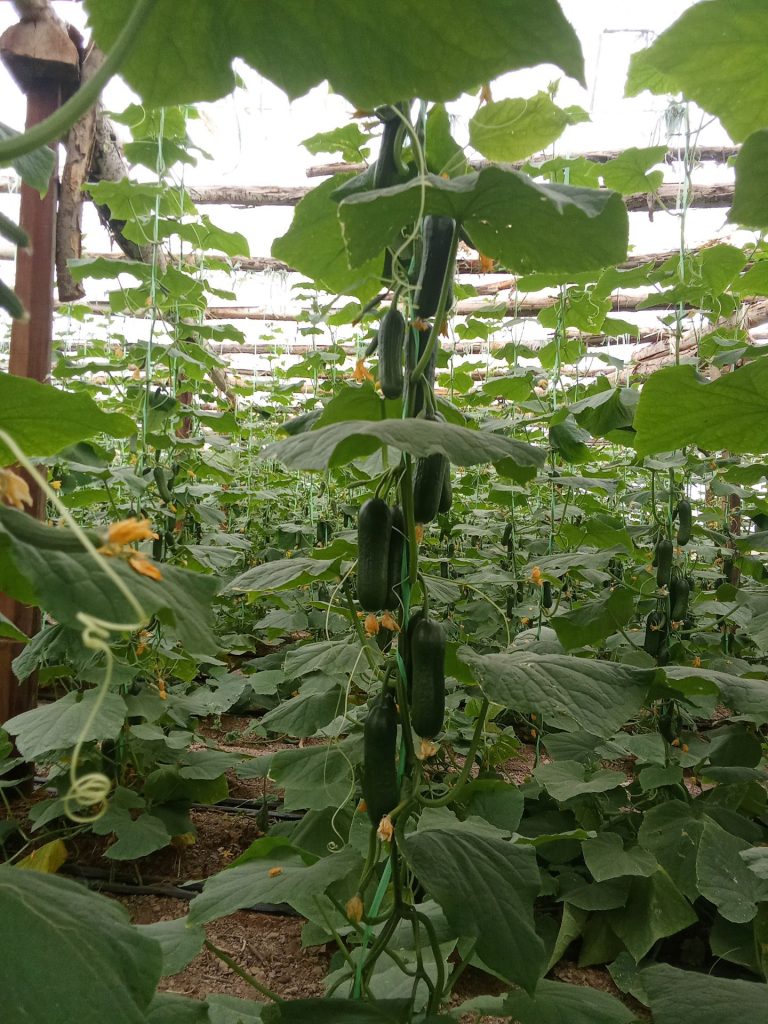 خیار سناتور اصلاحی و خیار درختی درجه یک سوپر