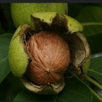 فروش گردو آمریکایی درجه یک