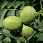 فروش گردو آمریکایی درجه یک