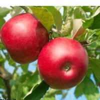 فروش سیب دماوند مرغوب