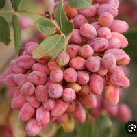 فروش پسته رسیده دانه کرده