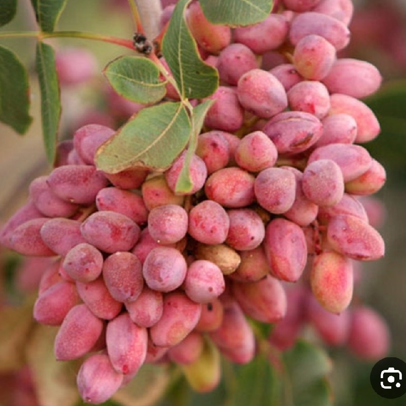 فروش پسته رسیده دانه کرده