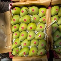 فروش گلابی بیروتی در سردخانه